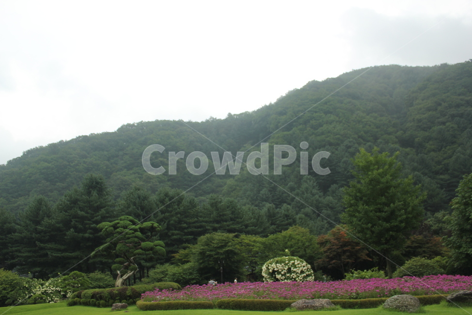 나무,자연,산,경관,식물,자연,풍경,nature,landscape,grass,잔디,plant,outdoors,옥외