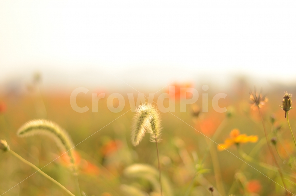 가을,식물,자연,계절,fall,autumn,season,plants,nature,flower,강아지풀,들판,아웃포커스,가을,계절,fall,autumn,season,식물,자연,plants,nature,감성,sensible,feeling,grass,잔디,plant,field,들