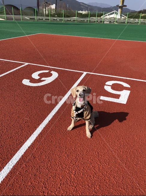 강아지,반려견,행복,미소,하네스,runningtrack,동물,animal,포유류,mammal,개,강아지,dog,doggy