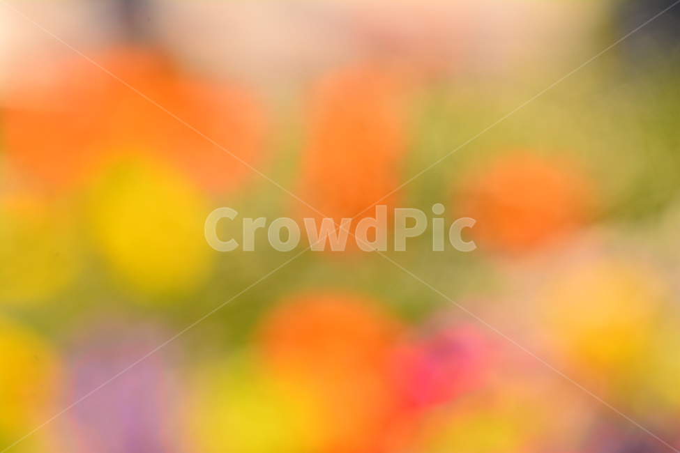 pink,color,catalog,yellow,dreamy,out of focus,spring,spring flowers,saturation,red,beautiful,spring image,sensibility,graphic source,advertisement,beautifulcolor,Emotion,Phil,flowers,green,violet,feeling,flower,Red,emotion,dream,background,purple,pastel t