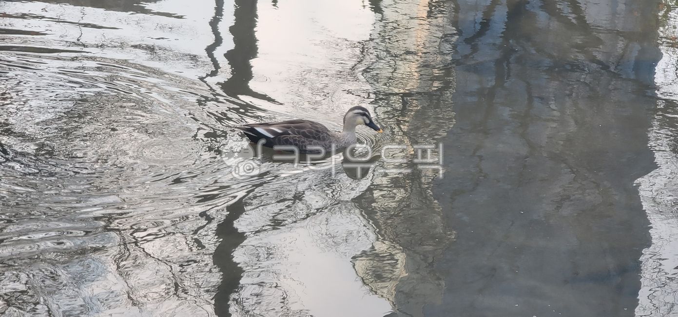 outdoors, nature, 자연, ripple, 리플, 사진,이미지,일러스트,캘리그라피 - Nmyolee72작가