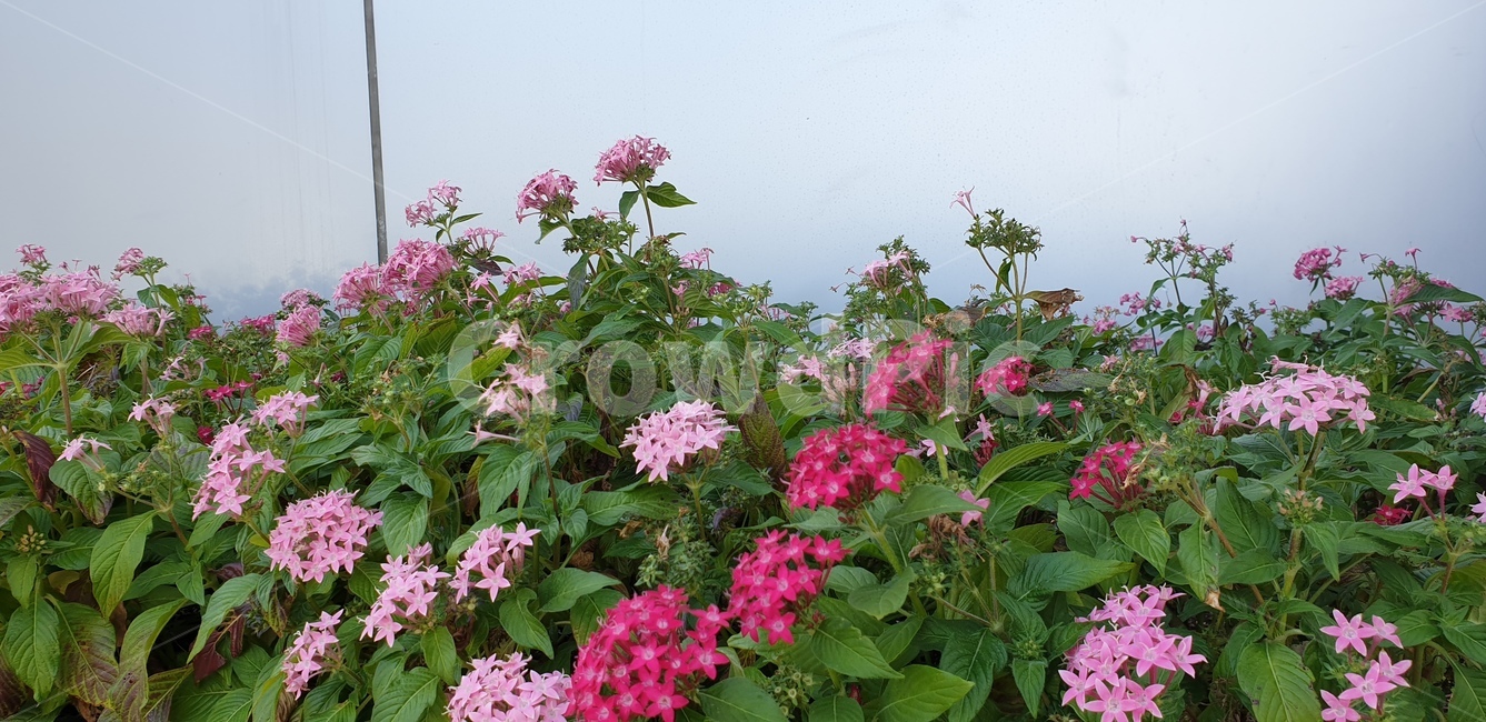 화단,꽃,blossom,분홍색,식물,식물,자연,plants,nature,꽃,flower