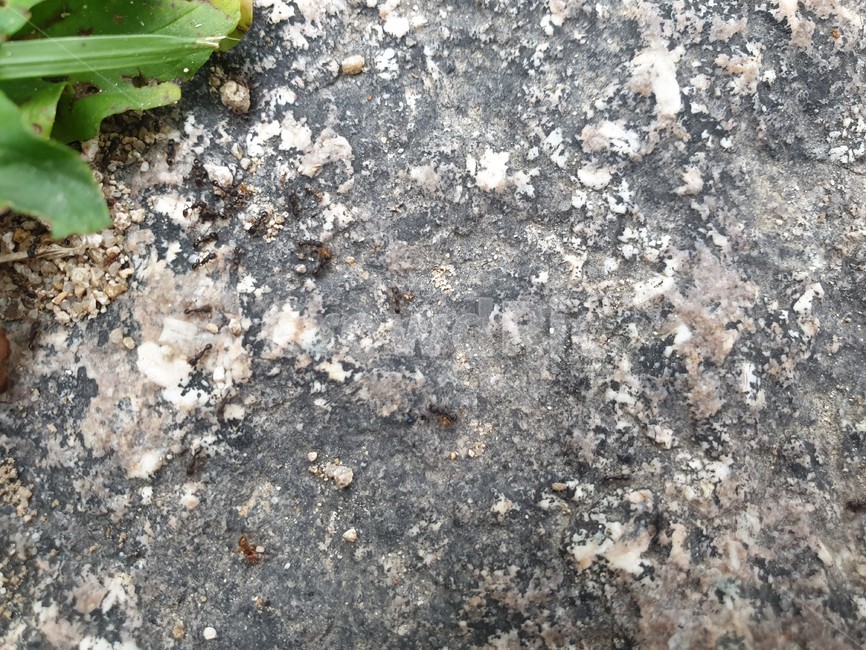 개미,풀,ant,곤충,작은개미