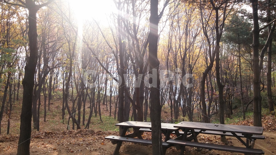 힐링,숲속,아침햇살,벤치,산책