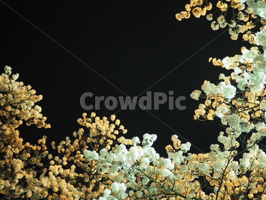 풍경,벚꽃,꽃,나무,청풍,밤,봄,계절,spring,season,야경,밤,풍경,nightscape,night,landscape,식물,자연,plants,nature,꽃,flower,plant