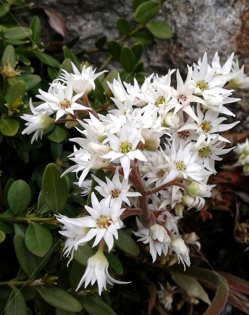 plant,식물,blossoms,spring,flowers,봄,꽃,흰색,white