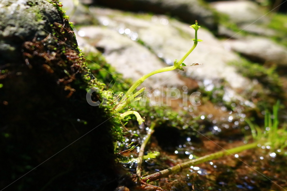 smallplant,sprout,새싹,작은식물,물,웅덩이,이끼,자연,nature,moss