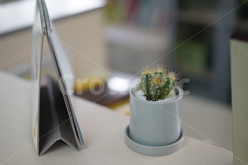 선인장,화분,식물,키우기,취미,일상,꽃,가시,플라워,생명,식물,자연,plants,nature,사물,물건,오브젝트,thing,object,matter