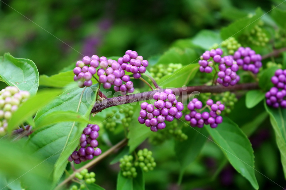 나무,식물,좀작살나무,열매,자연,좀작살나무열매,식물,자연,plants,nature,과일,열매,fruit