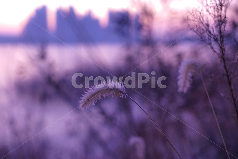 호수,저수지,여명,식물,수변,겨울,계절,가을,계절,fall,autumn,season,식물,자연,plants,nature,grass,잔디,plant