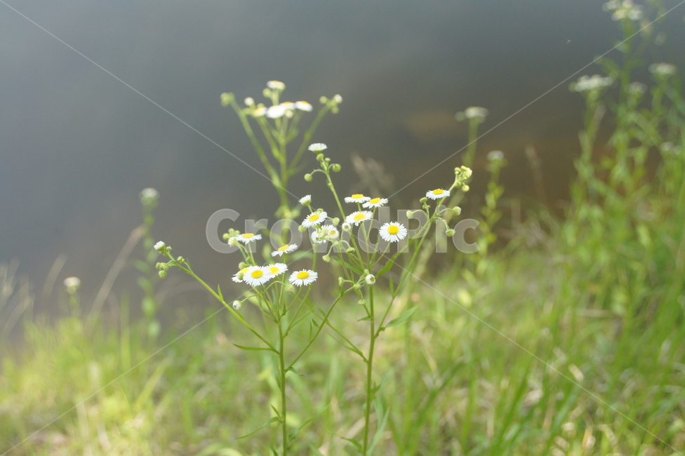 plant,식물,sunshine,white,wildflower,식물,자연,plants,nature,꽃,flower