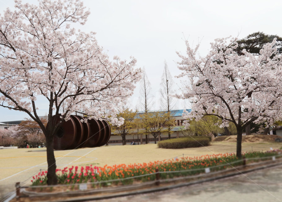 공원,튤립,벚꽃,cherryblossom,식물,flower,꽃,blossom,plant,봄,봄,계절,spring,season