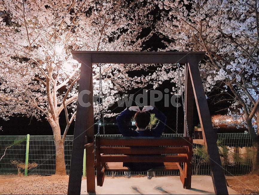 봄날,하트,여행,그네의자,벚꽃,봄,계절,spring,season,야경,밤,풍경,nightscape,night,landscape,사람,인물,인간,human,person,남성,남자,man,male,감정표현,기분,feeling,emotion