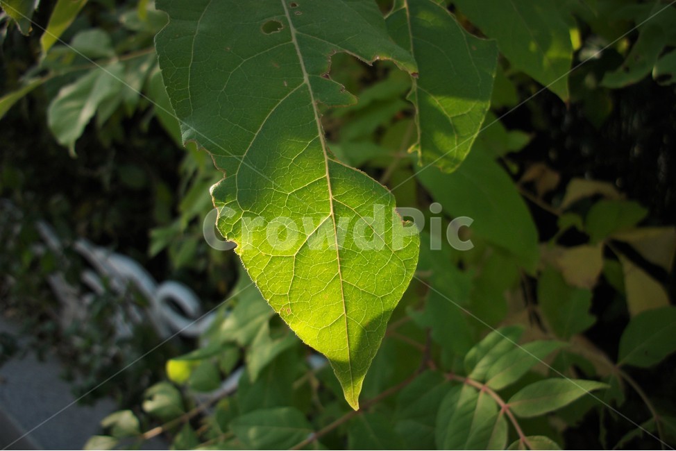 가을,역광,빛,자연,연두,녹색,식물,autumn,backlit,green,leaves,nature,backlight,식물,자연,plants,nature