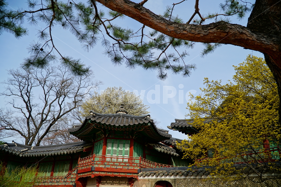 창덕궁,한국,korea,대한민국,서울,seoul,고궁,궁전,궁궐,조선,조선시대,조선왕조,왕궁,한옥,한국적인,한국문화,문화,한국전통,전통,문화재,전통문화,지붕,처마,담청,풍경,landscape,자연,nature,봄,봄꽃,spring,4월,april,기와,왕실,palace,changdeokgung,한국자연,한국풍경,나무,tree,하늘,sky,역사,히스토리,history,한국전통,한국문화,korean traditional,korean culture,건축물,건물외관,exterior,building,structure,architecture,construction