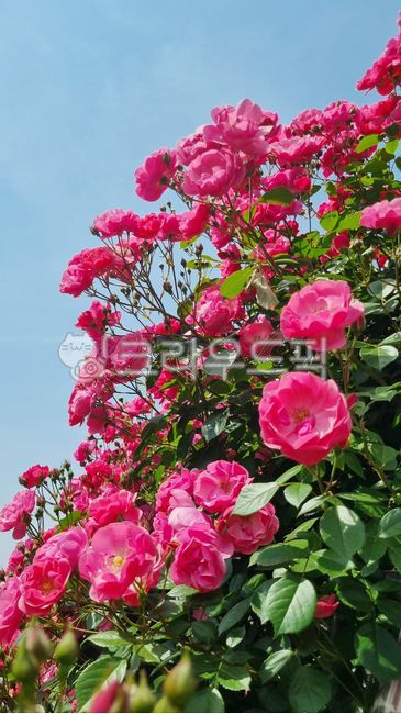 pinkrose,Rose,Several rose flowers,flower,pink rose,petal,hedge rose,rose,garden