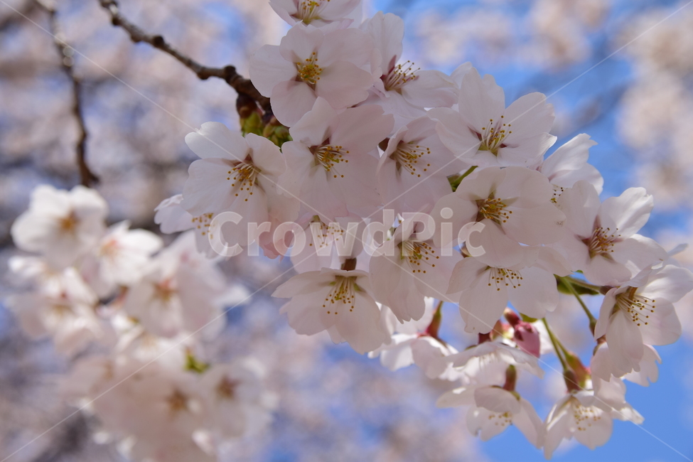 꽃,벚꽃,벚꽃송이,꽃잎,잎,하얀꽃,흰꽃,cherryblossom,봄,계절,spring,season,plant,식물,flower,blossom