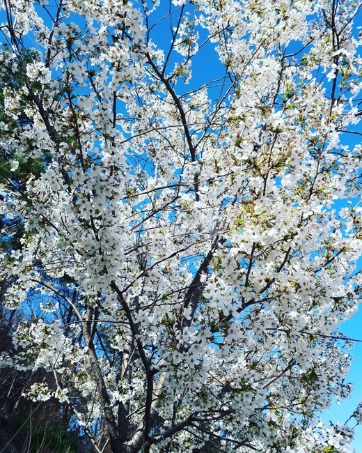 자연,봄,봄꽃,벚꽃,나무,식물,자연,plants,nature,꽃,flower