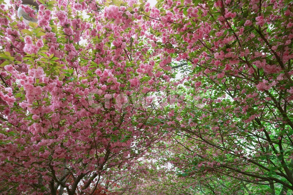 자연,겹벚꽃,봄,꽃,분홍