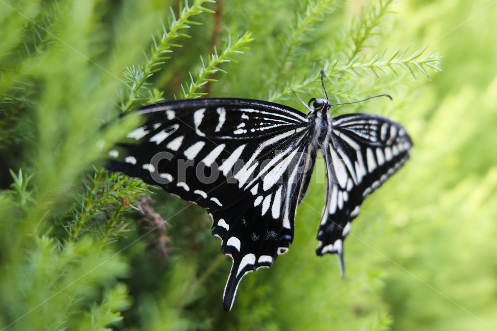 나비,자연,접사,butterfly,wings,nature,flying,season,6월,insect,곤충,jun