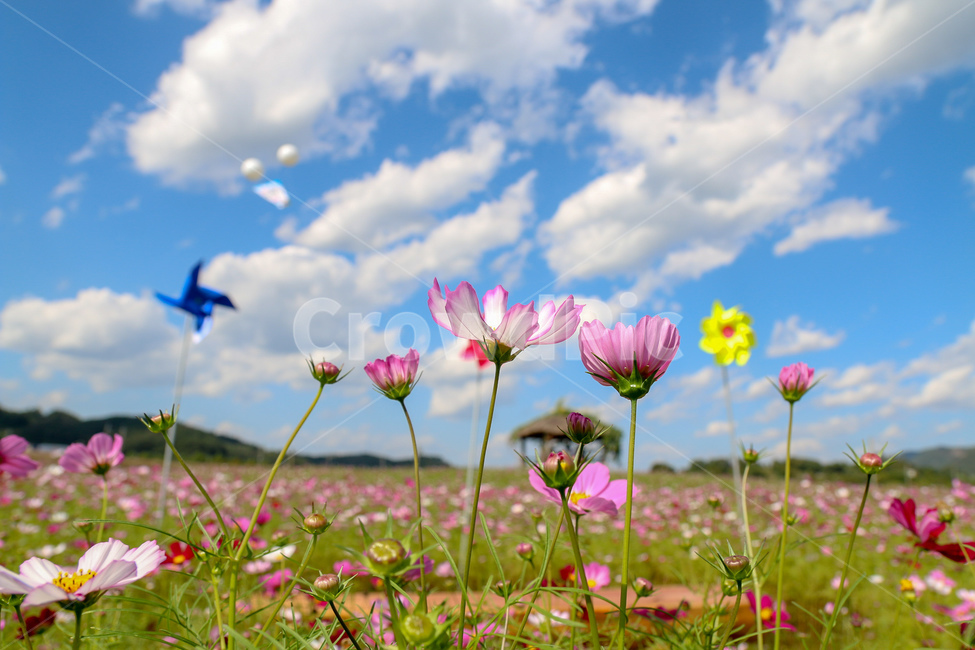 코스모스,풍경,꽃빝,자연,꽃,경기도,코스모스축제,cosmos,flowergarden,flower,자연,풍경,nature,landscape,식물,plants,꽃,flower,plant