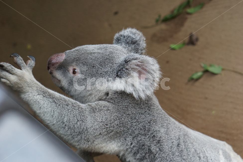 코알라,동물,포유류,koala,animal,mammal,동물,animal,포유류,mammal