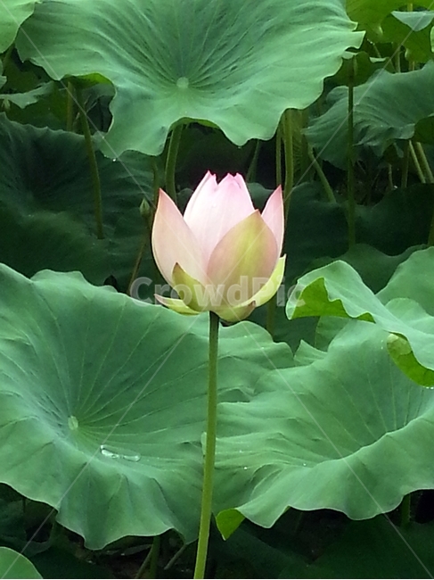 연꽃,꽃,식물,연못,flower