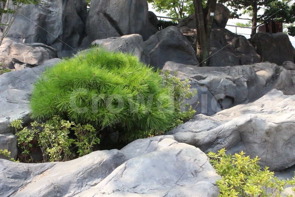 돌,나무,풀,자연,야외,공원,정원,자연,풍경,nature,landscape,plant,식물,moss,이끼