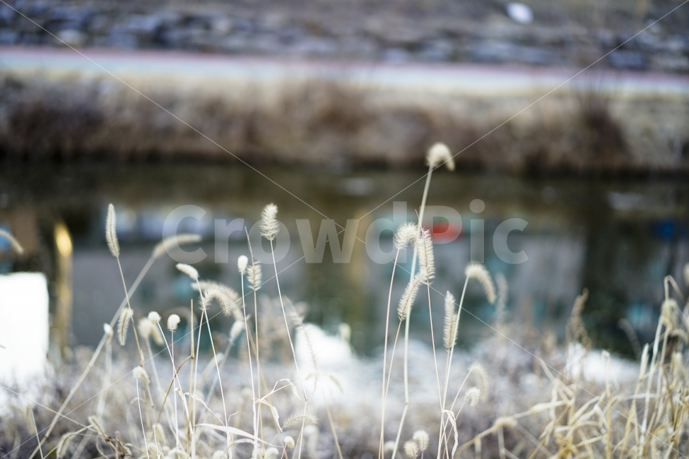 갈대,식물,감성,강가,강변,강아지풀,풍경,자연,일상,식물,자연,plants,nature
