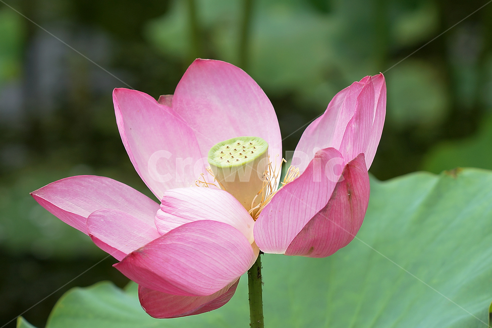 연꽃,여름,매크로,lotus,연꽃잎,식물,자연,plants,nature,꽃,flower