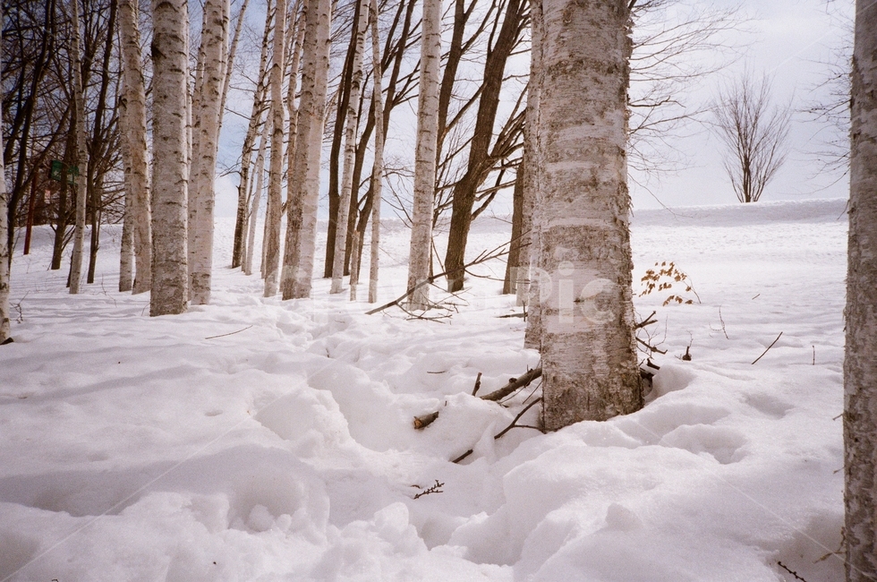 일본,훗카이도,비에이,japan,hokkaido,자작나무,birch,흰나무,눈,겨울,tree,plant,식물,film,filmcamera,겨울,계절,winter,season