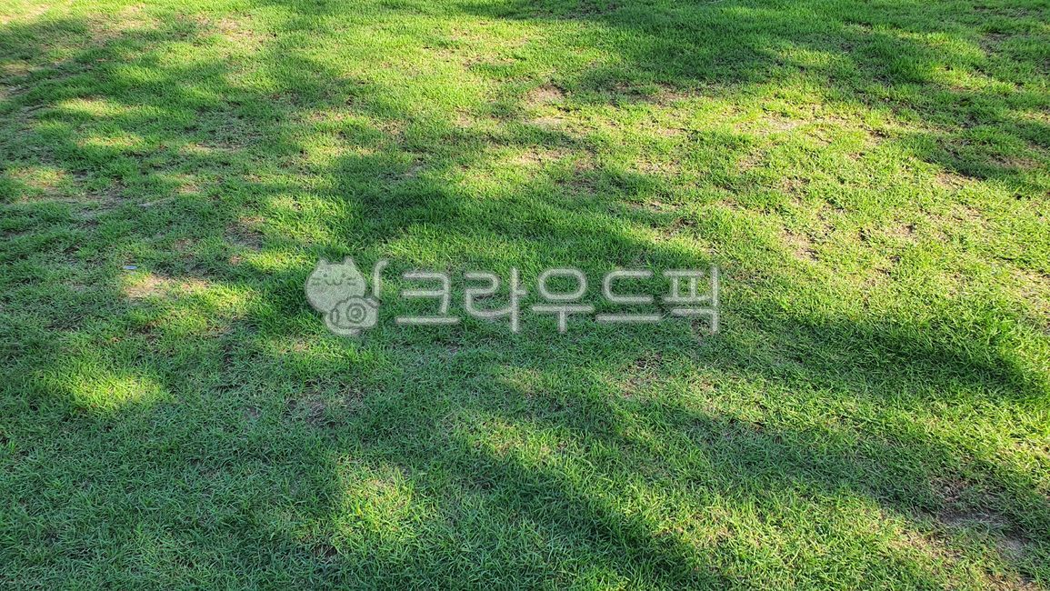 wide lawn,rest,green,nature,grass,lawn,grass shadow