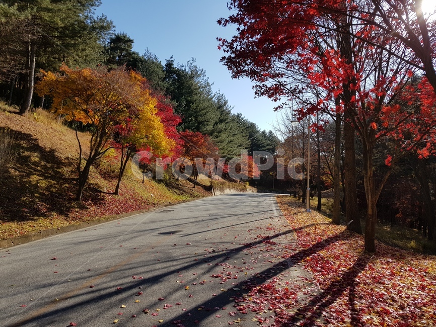 청남대단풍,단풍,청남대가을,가을청남대,대청호단풍,가을대청호,단풍나무,가을단풍,가을,단풍잎