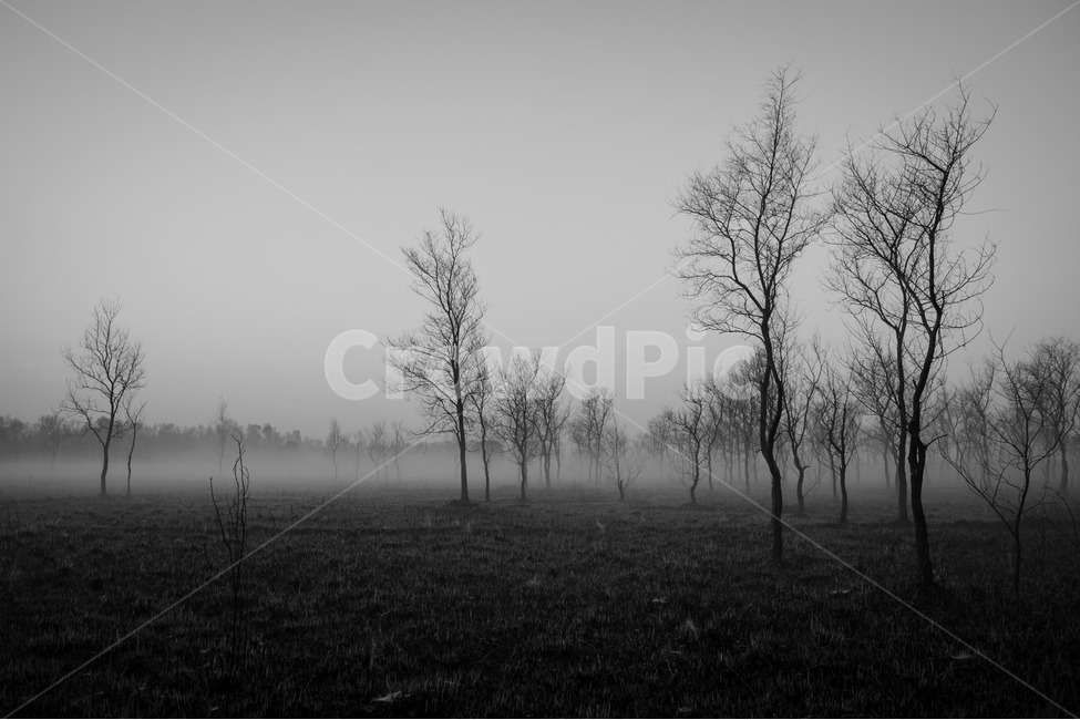숲,나무,안개,흑백,뿌리,들,밭,풍경,자연,풍경,nature,landscape,흑백,모노톤,monochrome,black and white,weather,날씨,fog,outdoors,옥외