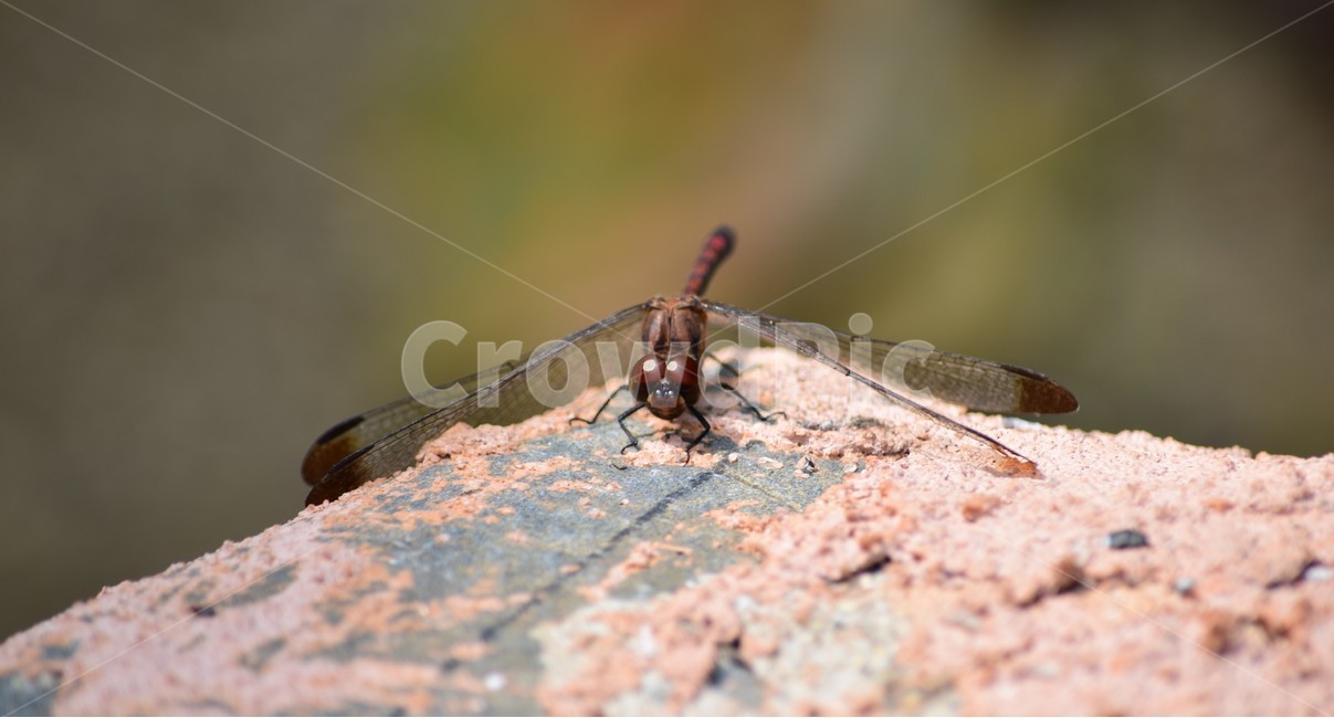 잠자리,곤충,학습,자연,배경화면,dragonfly,cute,nature,flight,insect,closeup,beautiful,동물,animal,곤충,벌레,insect,bug