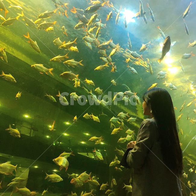 여자,뒷모습,물고기,아쿠아리움,풍경,열대어,동물,animal,어류,물고기,fish,사람,인물,인간,human,person,여성,여자,woman,female,lady