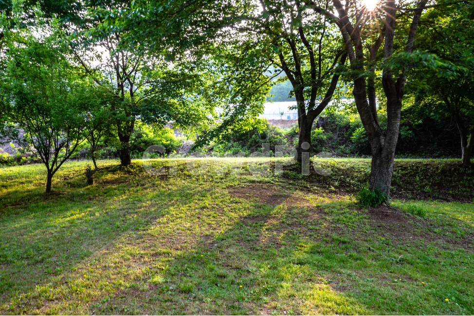 햇살,나무,하늘,숲,tree,sky,forest,자연,풍경,nature,landscape,한국자연풍경,한국자연경관,korea nature landscape,plant,식물,tree trunk,나무 줄기