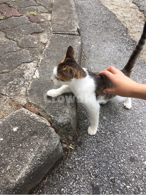 pet,애완동물,고양이,cat,animal,동물,mammal,포유류