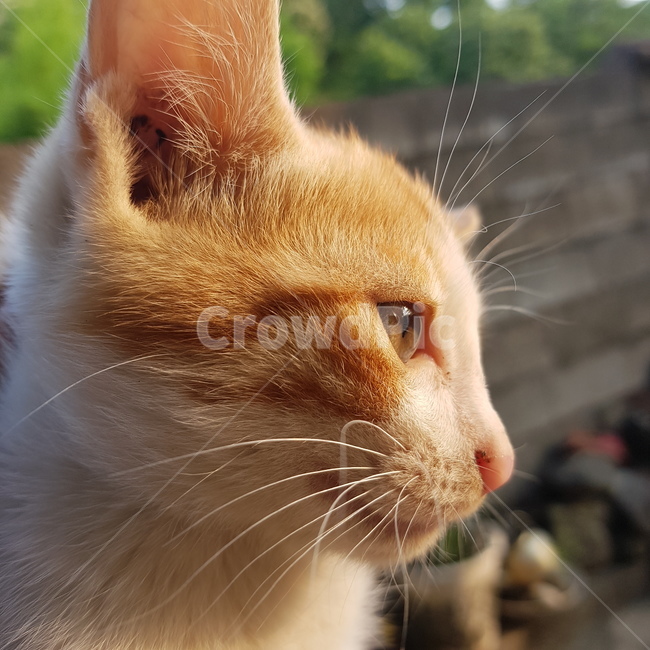 고양이,눈,길고양이,수염,새끼고양이,동물,animal,고양이,cat,kitten,kitty
