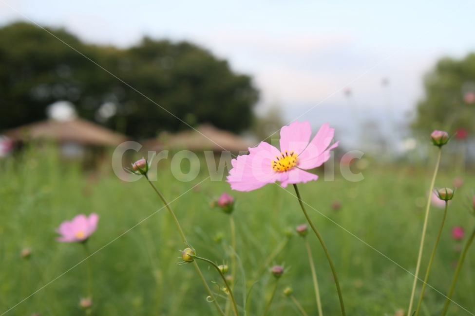 코스모스,꽃,코스모스꽃말,수줍은소녀,살사리꽃,고향,향수,소풍,피크닉,picnic,cosmos,flower,pink,white,들꽃,하늘하늘,여린,연약한,감성적인,아름다운,감성사진,풍경사진,한국여행,가을소풍,봄소풍,가을여행,국내여행,꽃사진,들판,청순함,청초한,부드러운,기분좋은,가을,계절,fall,autumn,season,식물,자연,plants,nature,꽃,flower,plant,blossom,geranium,제라늄