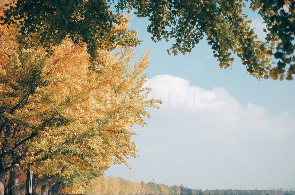 단풍,하늘,은행잎,가을,구름,가을,계절,fall,autumn,season,자연,풍경,nature,landscape,감성,sensible,feeling,tree,나무,plant,식물,tree trunk,나무 줄기