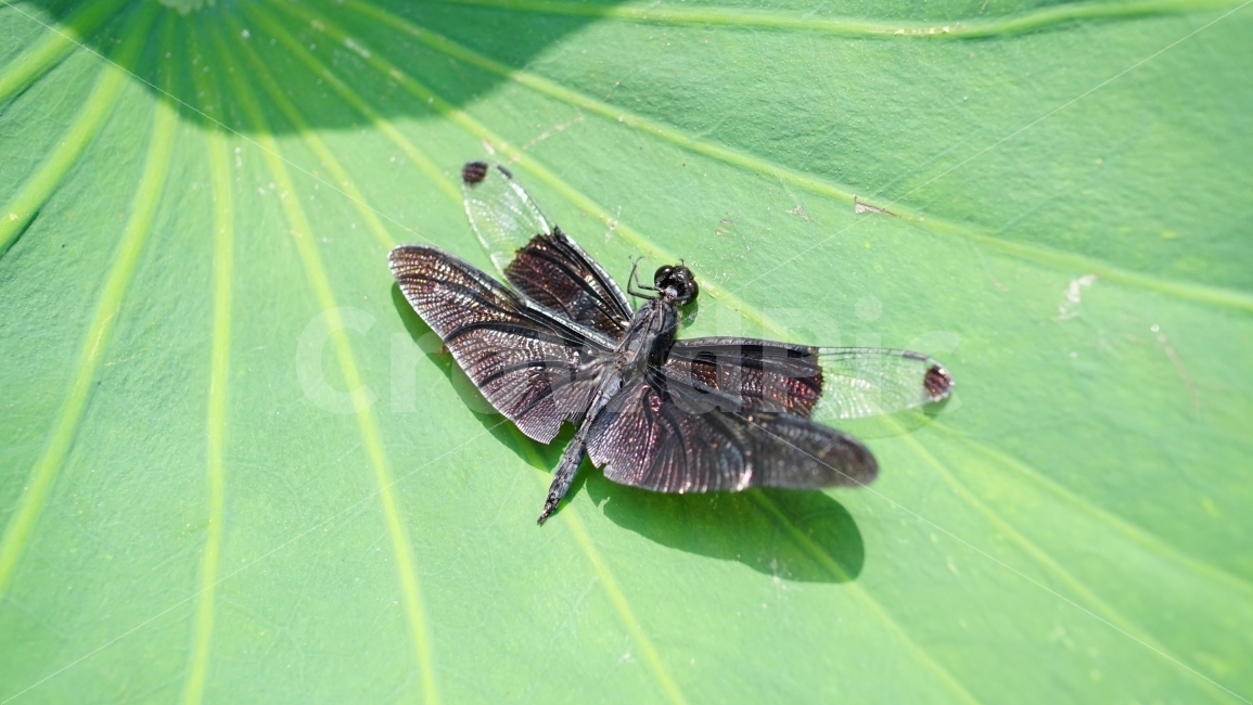 잠자리,여름,곤충,식물,이파리,풀,연못,자연,동물,summer,insect,nature,animal,벌레,죽음,생명,목숨,계절,season,풍경,landscape,plants,경치,접사,마크로,macro,감성,힐링,healing,snap,스냅,동물,animal,곤충,벌레,insect,bug