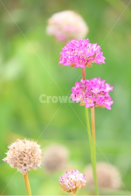 아르메니아,분홍,꽃,아침,봄,식물,자연,plants,nature,꽃,flower