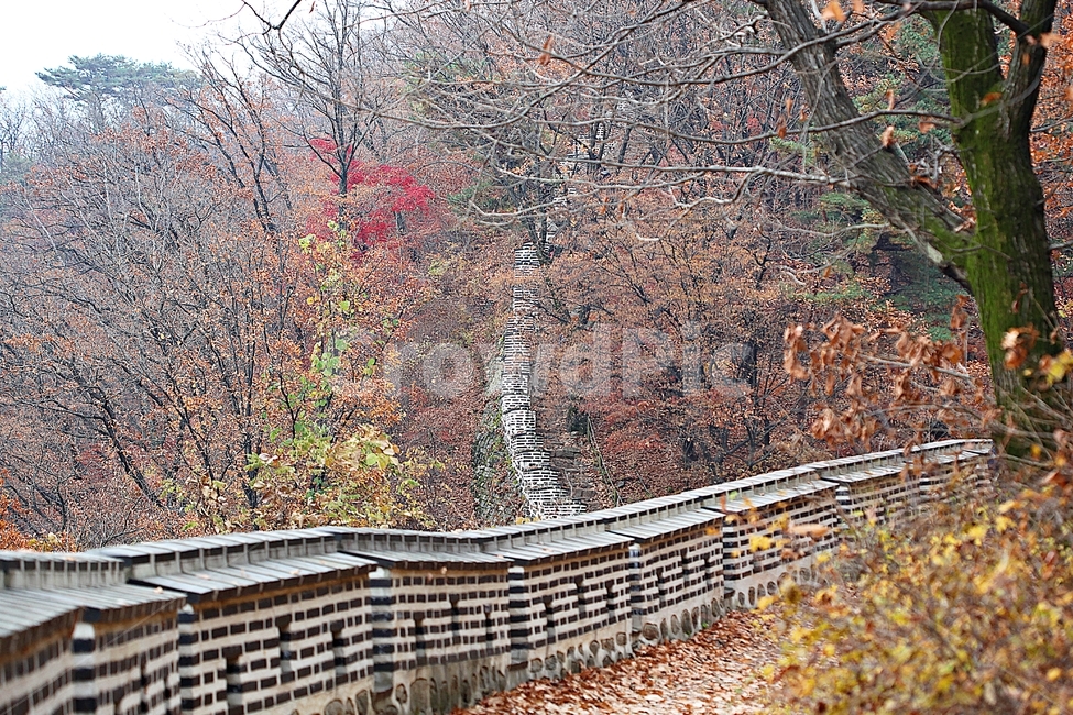 남한산성,성,성곽,단풍,낙엽,길,둘레길,숲,숲길,담,돌담,가을,자연,풍경,벽,울긋불긋,산성,식물,가을,계절,fall,autumn,season