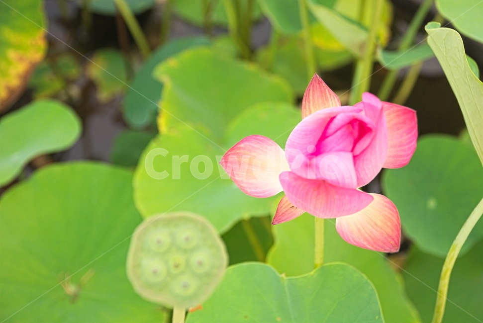 연꽃,연못,분홍색,연밥,여름,식물,자연,plants,nature,꽃,flower