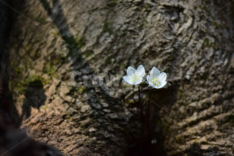 변산바람꽃,야생화,봄,꽃,흰색,자연,식물,식생,봄의전령사,풀꽃,미나리아재비과,식물,자연,plants,nature,꽃,flower