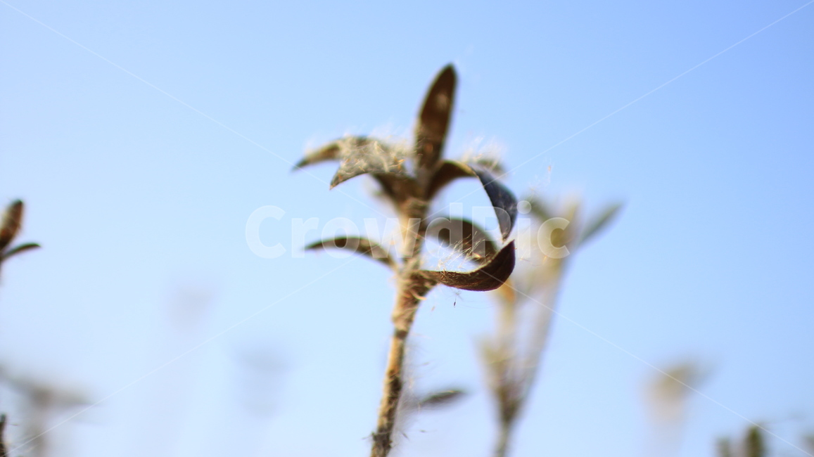겨울풀,마른풀,날리는풀,잎,마른풀잎,하늘,plant,식물