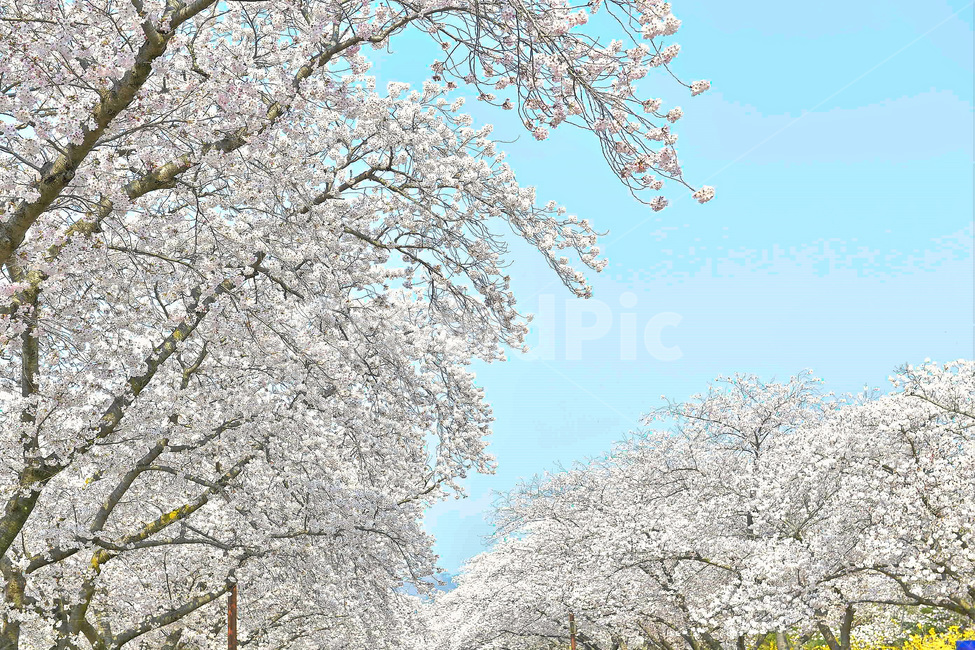 경주,경주벚꽃,벚꽃,벚꽃축제,보문호반길,풍경,꽃,식물,하늘,나무,4월행사,4월축제,푸른,봄,계절,spring,season