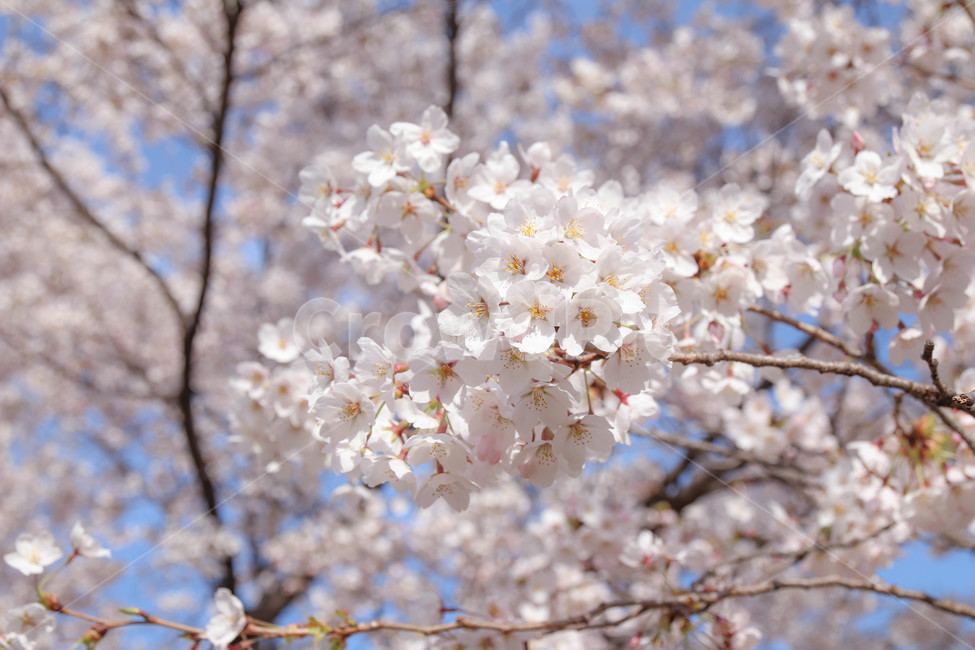꽃,벚꽃,봄,봄꽃,분홍,blossom,cherryblossom,flower