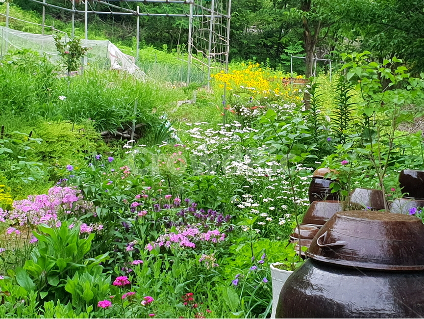 정원,꽃밭,flower,네추럴가든,natural,자연,초록,여름꽃,프록스,분홍,보라,하고초,꿀풀,샤스타데이지,금계국,배경,배경이미지,배경화면,항아리,장독대,한국문화,한국전통,자연,풍경,nature,landscape